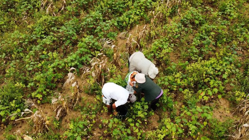 Brazilian-Cotton-Origin-OCC-idiligrafic