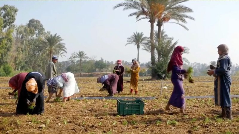 Egypt-Cotton-Origin-OCC-idiligrafic
