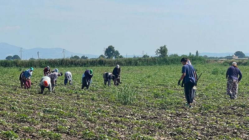 Turkey-Cotton-Origin-OCC-idiligrafic